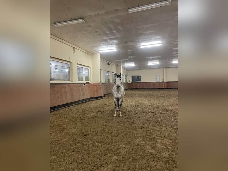 Andaluces Caballo castrado 8 años 159 cm Tordo ruano in Schwanebeck