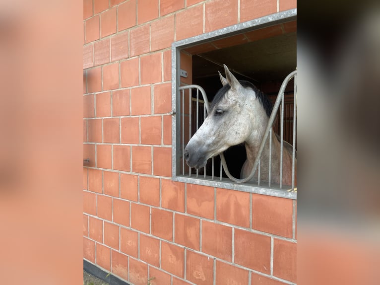 Andaluces Caballo castrado 8 años 159 cm Tordo ruano in Schwanebeck