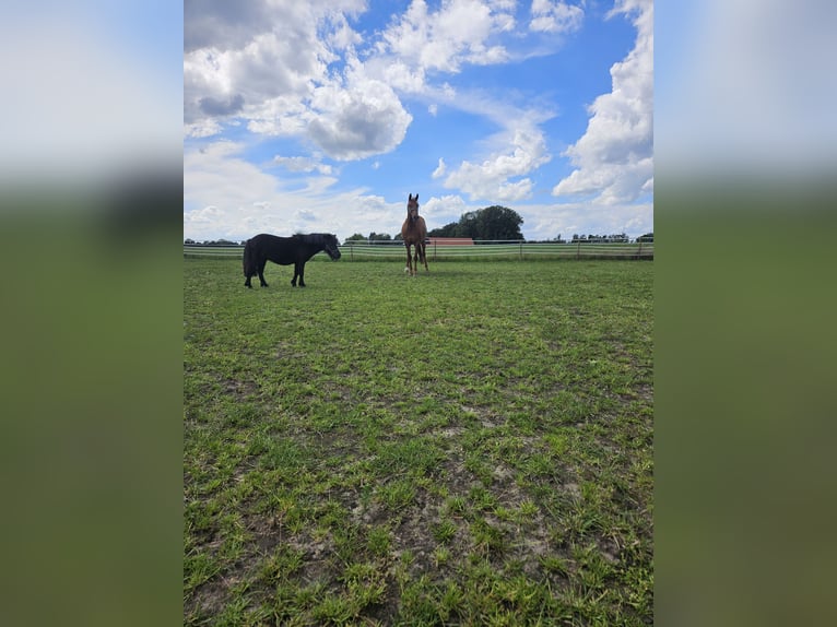 Andaluces Caballo castrado 8 años 160 cm Alazán in Rhede