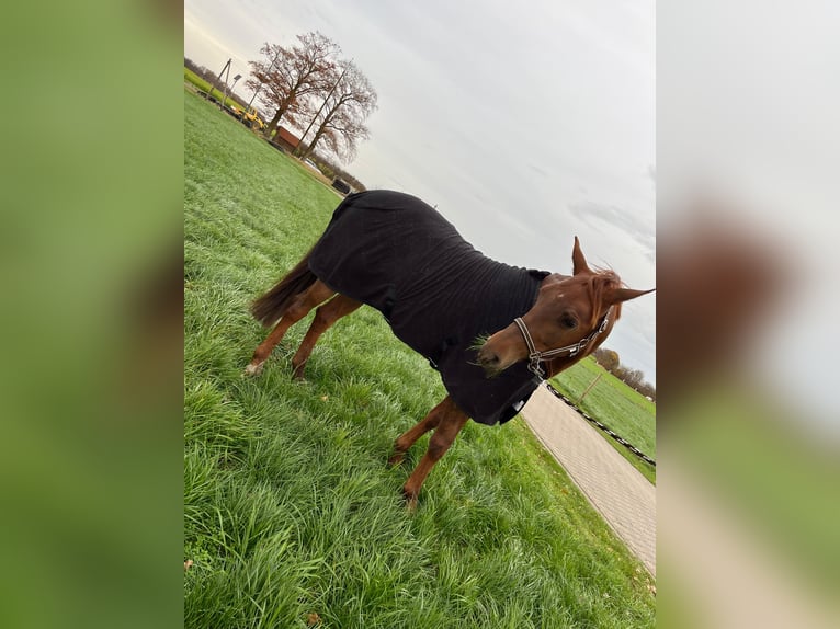 Andaluces Caballo castrado 8 años 160 cm Alazán in Rhede