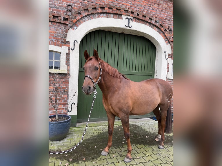 Andaluces Caballo castrado 8 años 160 cm Alazán in Rhede