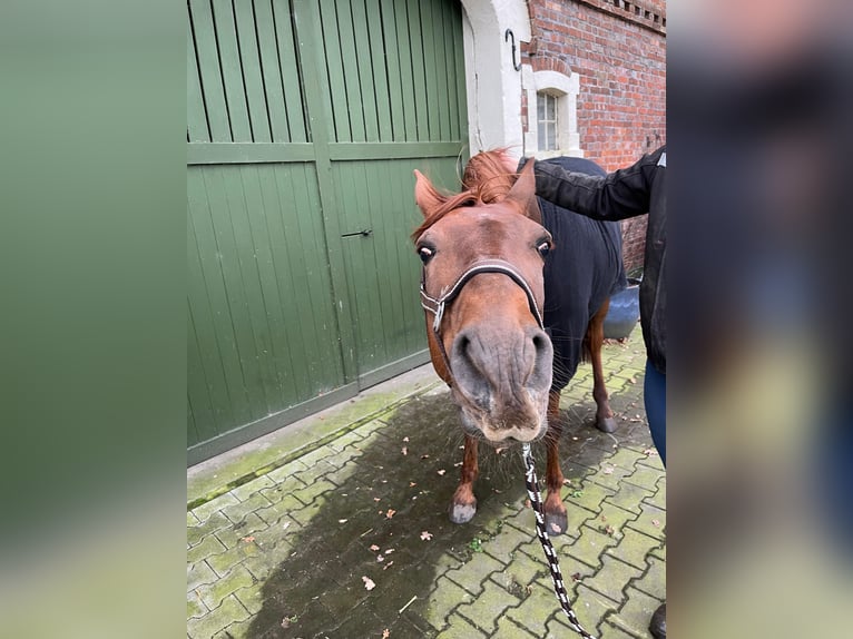 Andaluces Caballo castrado 8 años 160 cm Alazán in Rhede