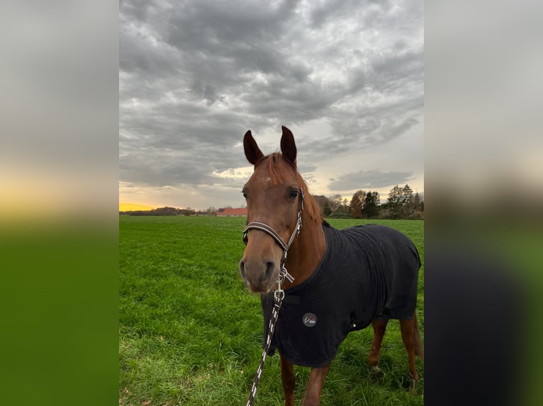 Andaluces Caballo castrado 8 años 160 cm Alazán in Rhede