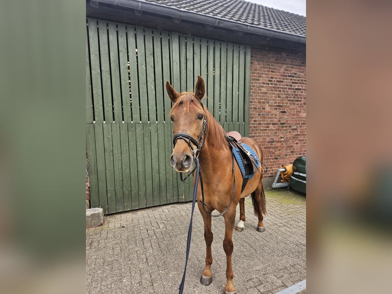 Andaluces Caballo castrado 8 años 160 cm Alazán-tostado in Rhede