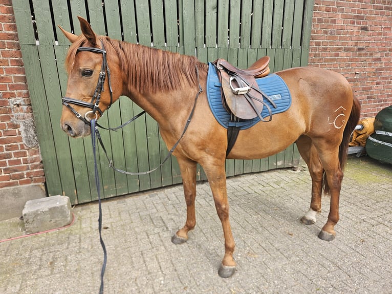 Andaluces Caballo castrado 8 años 160 cm Alazán-tostado in Rhede