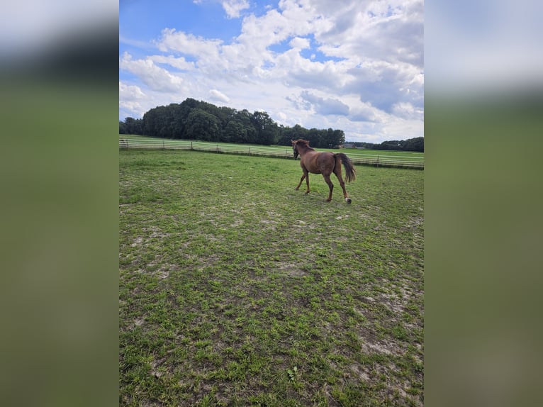 Andaluces Caballo castrado 8 años 160 cm Alazán-tostado in Rhede