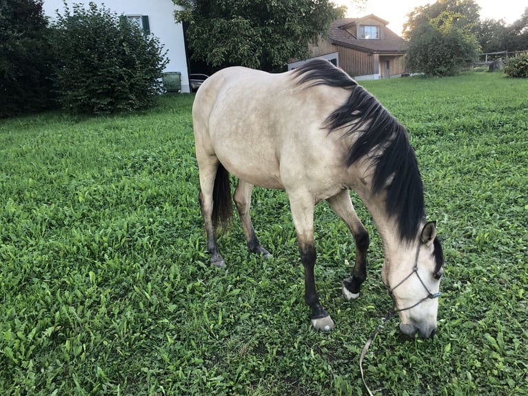 Andaluces Caballo castrado 8 años 160 cm Bayo in Seon