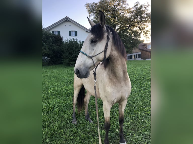 Andaluces Caballo castrado 8 años 160 cm Bayo in Seon