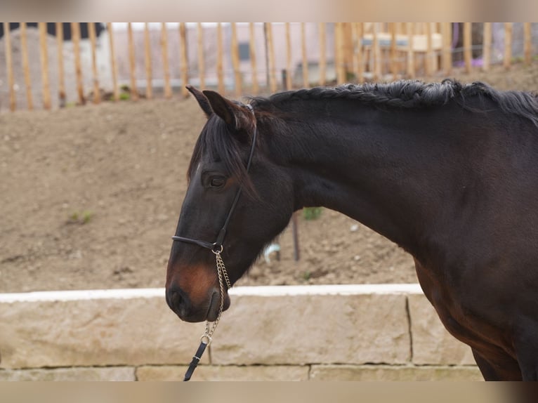 Andaluces Caballo castrado 8 años 160 cm Morcillo in Krumbach