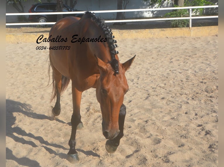 Andaluces Caballo castrado 8 años 161 cm Castaño in Vejer de la Frontera