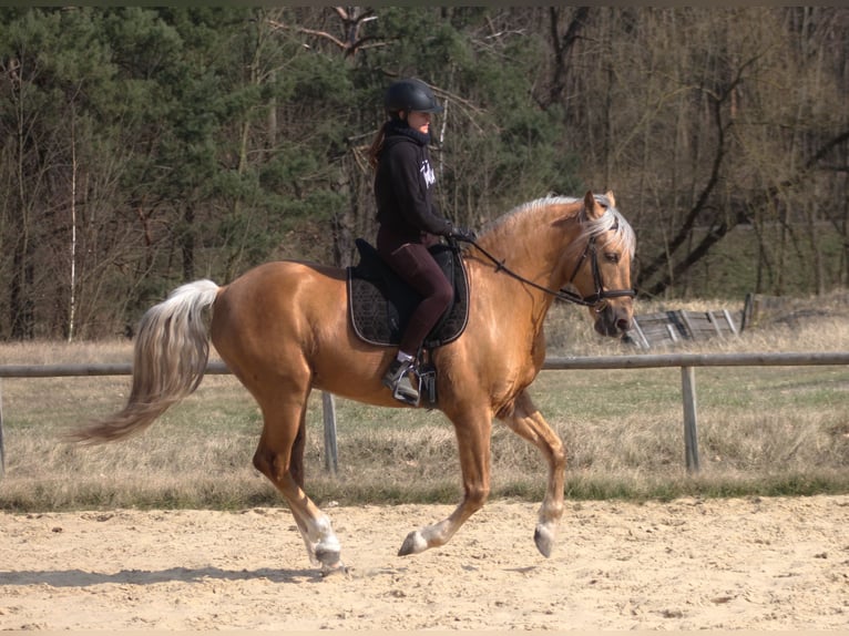 Andaluces Mestizo Caballo castrado 8 años 162 cm Palomino in Santok