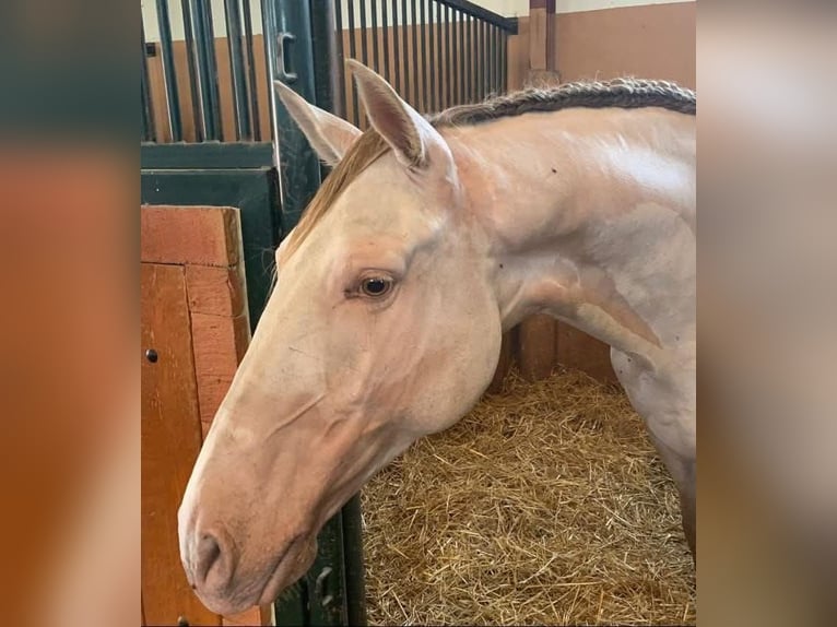 Andaluces Caballo castrado 8 años 162 cm Perlino in Pozoblanco