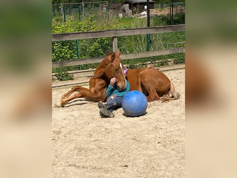 Andaluces Mestizo Caballo castrado 8 años 163 cm Alazán in Langenfeld