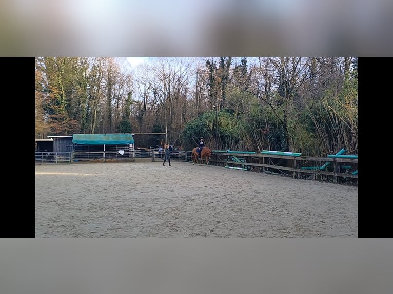 Andaluces Mestizo Caballo castrado 8 años 163 cm Alazán in Langenfeld