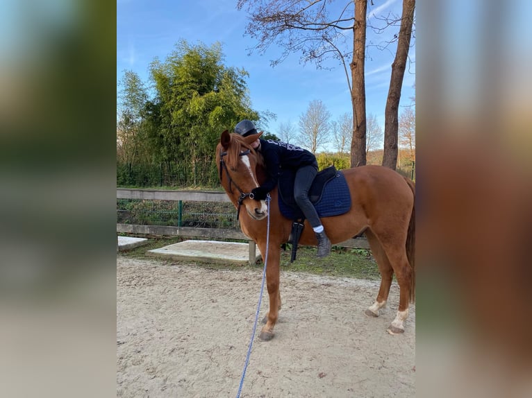 Andaluces Mestizo Caballo castrado 8 años 163 cm Alazán in Langenfeld