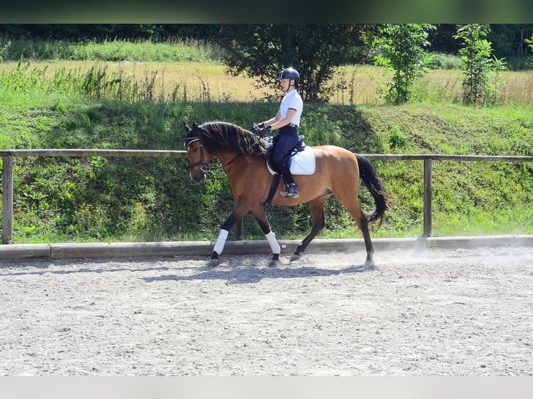 Andaluces Caballo castrado 8 años 163 cm Castaño in Wellheim