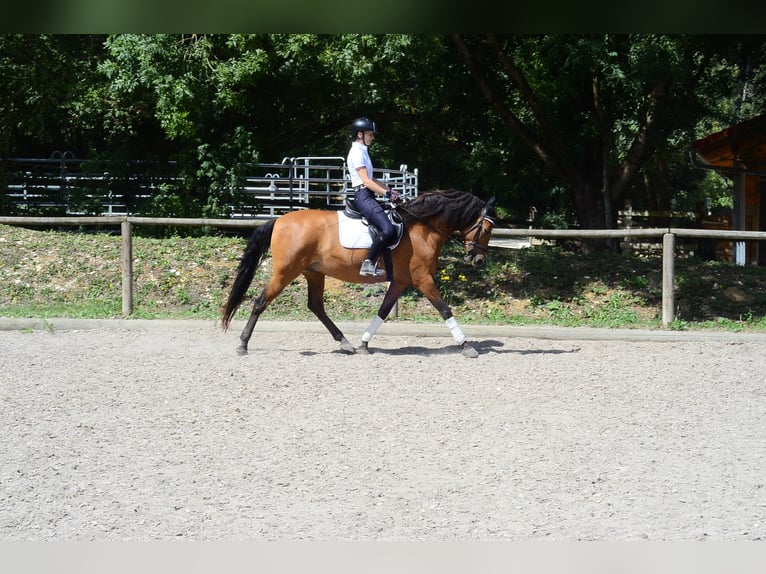 Andaluces Caballo castrado 8 años 163 cm Castaño in Wellheim