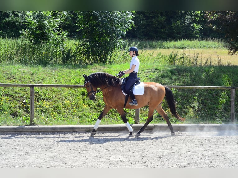 Andaluces Caballo castrado 8 años 163 cm Castaño in Wellheim