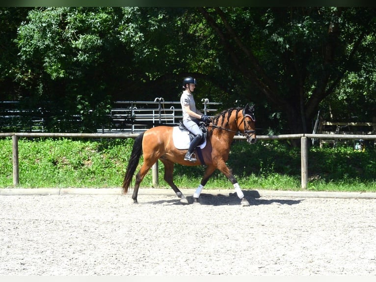 Andaluces Caballo castrado 8 años 163 cm Castaño in Wellheim