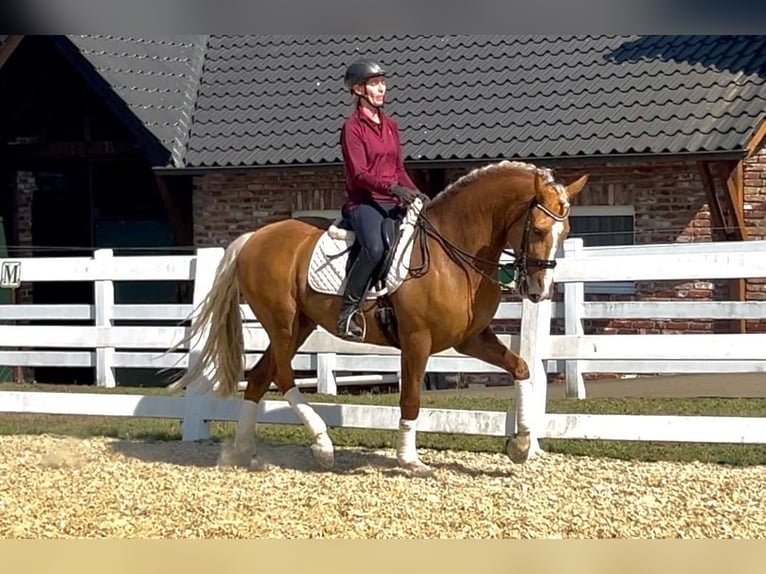 Andaluces Caballo castrado 8 años 163 cm Palomino in 41061