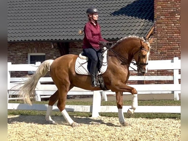 Andaluces Caballo castrado 8 años 163 cm Palomino in 41061
