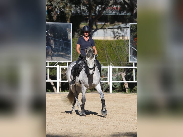 Andaluces Caballo castrado 8 años 163 cm Tordo in Malaga