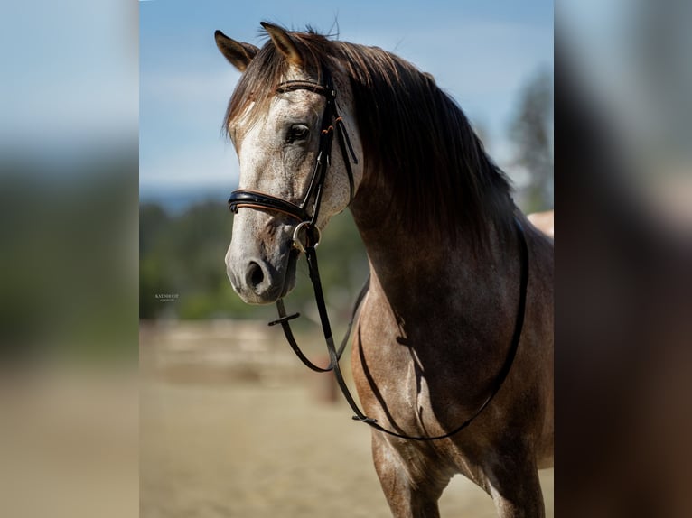 Andaluces Caballo castrado 8 años 163 cm Tordo ruano in Duncan, BC