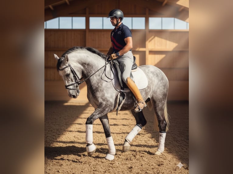 Andaluces Mestizo Caballo castrado 8 años 164 cm Tordo in DEN HAAG