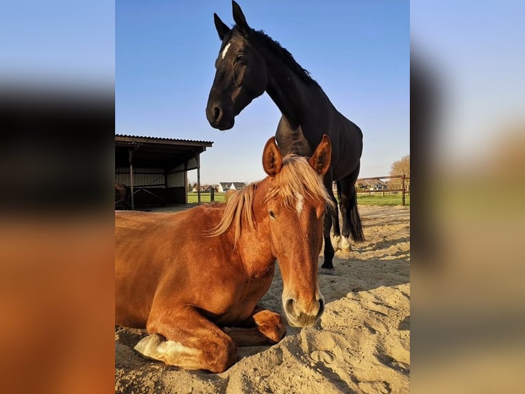 Andaluces Caballo castrado 8 años 165 cm Alazán in Korschenbroich