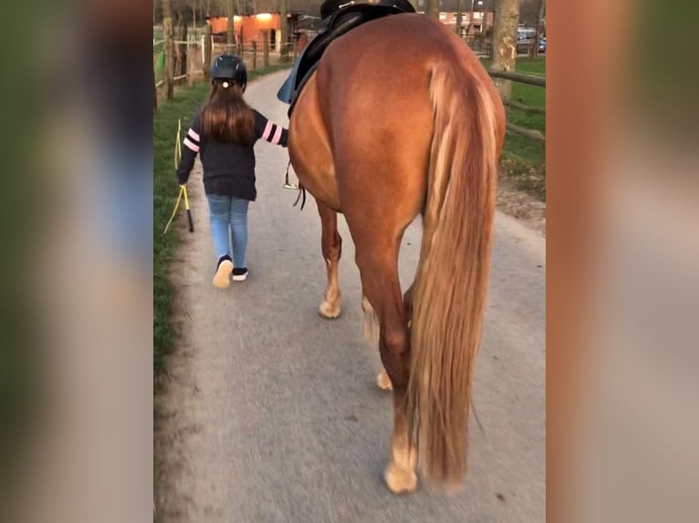 Andaluces Caballo castrado 8 años 165 cm Alazán in Korschenbroich