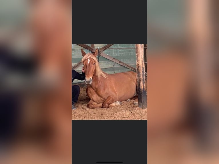 Andaluces Caballo castrado 8 años 165 cm Alazán in Korschenbroich