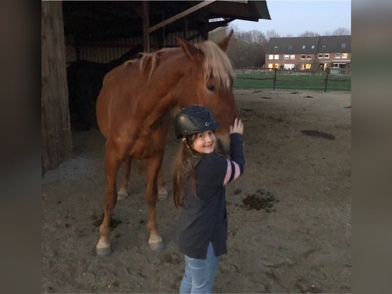 Andaluces Caballo castrado 8 años 165 cm Alazán in Korschenbroich