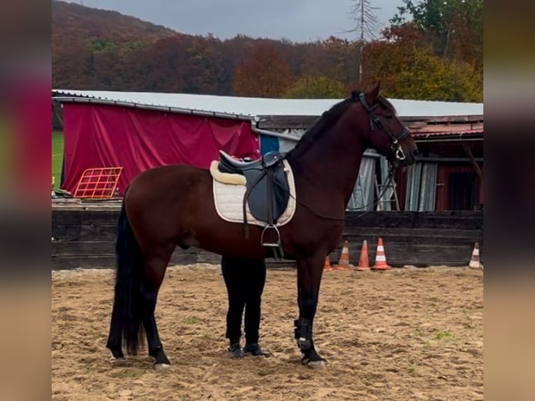 Andaluces Mestizo Caballo castrado 8 años 165 cm Alazán-tostado in Osterode am Harz