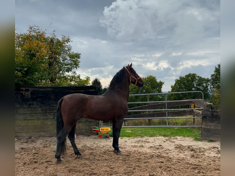 Andaluces Mestizo Caballo castrado 8 años 165 cm Alazán-tostado in Osterode am Harz