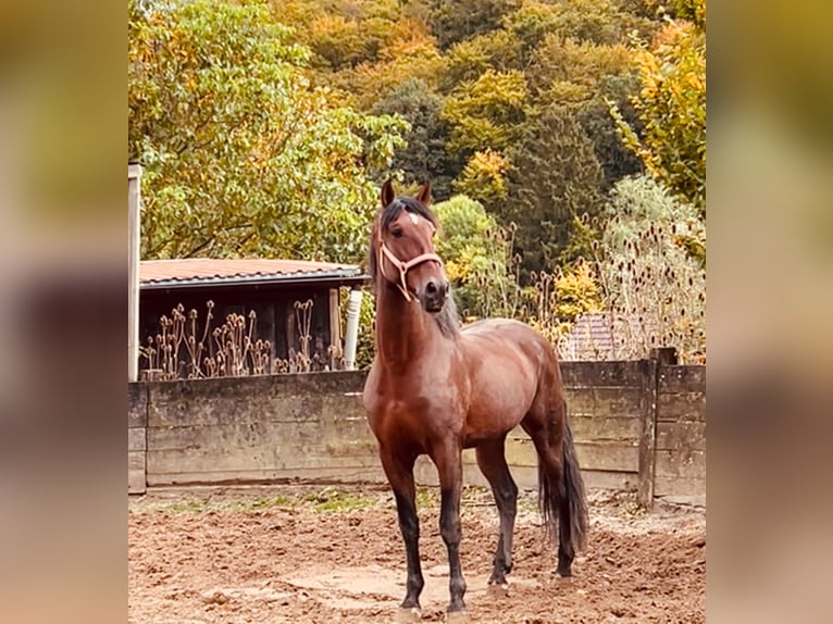 Andaluces Mestizo Caballo castrado 8 años 165 cm Alazán-tostado in Osterode am Harz