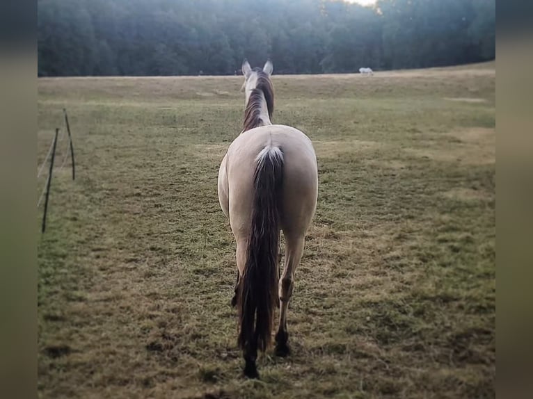 Andaluces Caballo castrado 8 años 165 cm Buckskin/Bayo in Striegistal