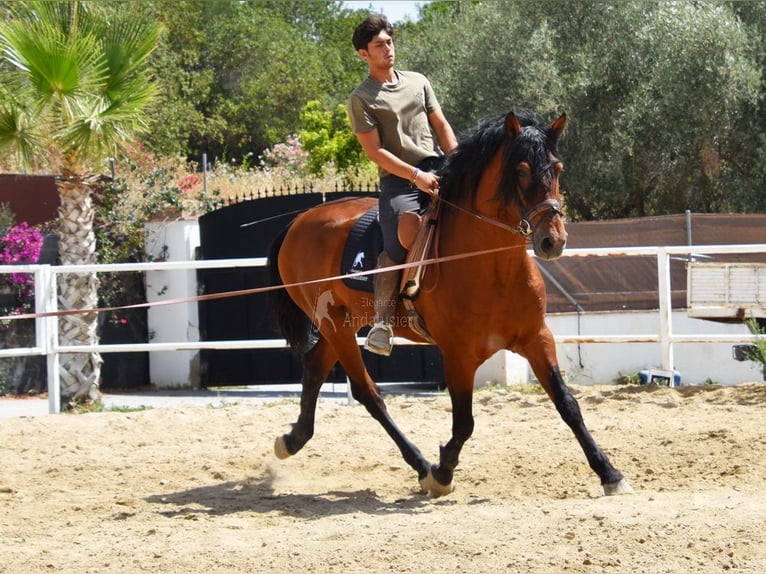 Andaluces Caballo castrado 8 años 165 cm Castaño in Provinz Malaga