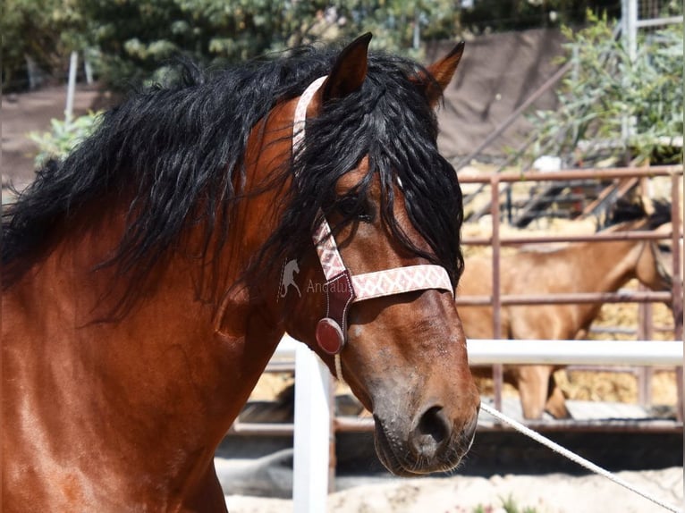 Andaluces Caballo castrado 8 años 165 cm Castaño in Provinz Malaga