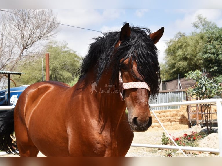 Andaluces Caballo castrado 8 años 165 cm Castaño in Provinz Malaga