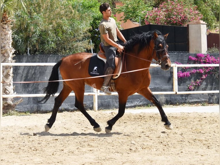 Andaluces Caballo castrado 8 años 165 cm Castaño in Provinz Malaga