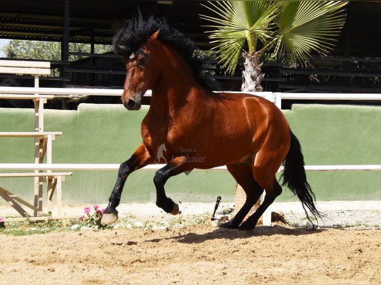 Andaluces Caballo castrado 8 años 165 cm Castaño in Provinz Malaga