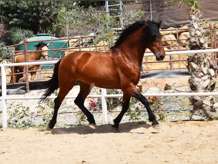 Andaluces Caballo castrado 8 años 165 cm Castaño in Provinz Malaga