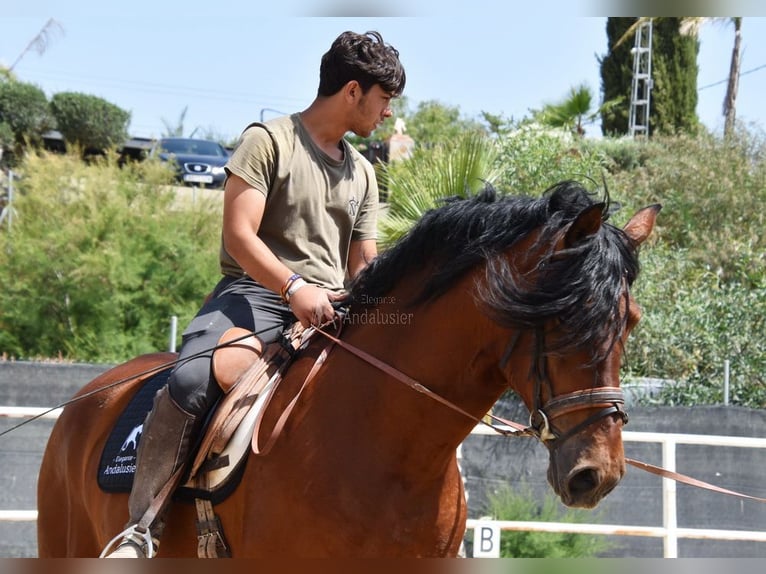 Andaluces Caballo castrado 8 años 165 cm Castaño in Provinz Malaga