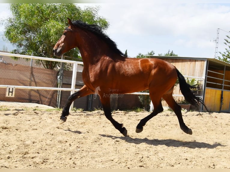 Andaluces Caballo castrado 8 años 165 cm Castaño in Provinz Malaga