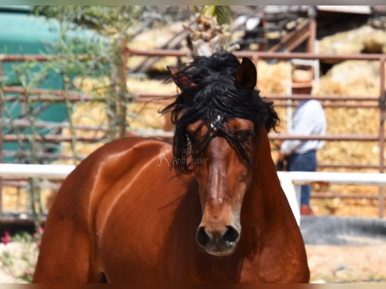 Andaluces Caballo castrado 8 años 165 cm Castaño in Provinz Malaga