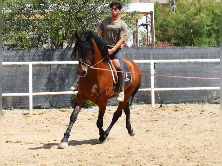 Andaluces Caballo castrado 8 años 165 cm Castaño in Provinz Malaga