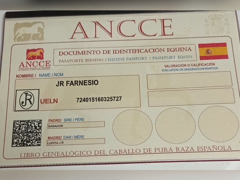 Andaluces Caballo castrado 8 años 165 cm Tordo in Badajoz