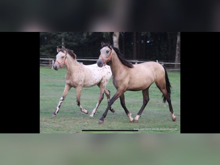 Andaluces Caballo castrado 8 años 165 cm Tordo in Sch&#xF6;nberg