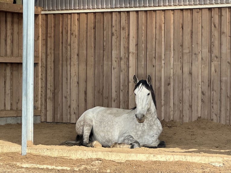 Andaluces Caballo castrado 8 años 165 cm Tordo in Sch&#xF6;nberg