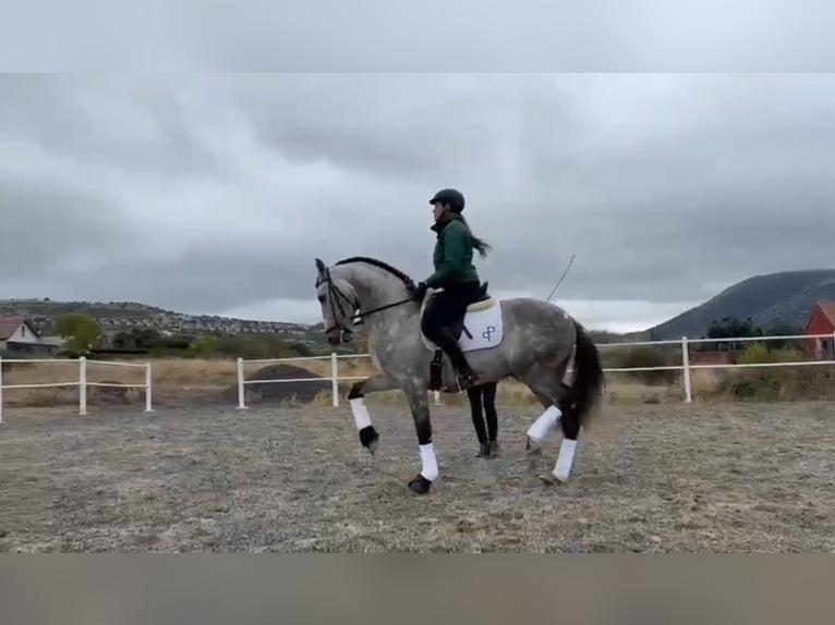 Andaluces Caballo castrado 8 años 165 cm Tordo rodado in Ermelo